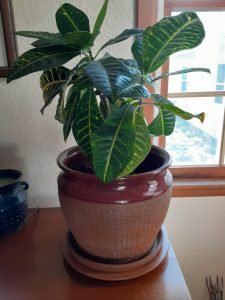 potted plant with plant butler saucer