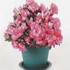 potted plant saucers