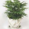 plant tray