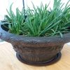 brown pot with matching brown plant saucer